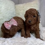Kaliteli Toy Poodle Yavruları