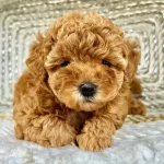 Irk Garantili Toy Poodle Yavruları