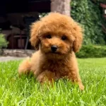 Özel Renge Sahip Toy Poodle Yavruları