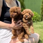 Özel Toy Poodle Yavruları