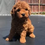 Toy Poodle Yavruları Denizli