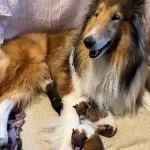 Rough Collie ( Lessie ) Yavruları
