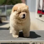 Irk Garantili Chow Chow Yavruları