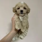 Irkinin Güzelleri Maltipoo Yavruları