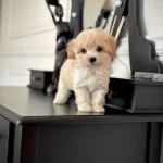 Irk Garantili Maltipoo Yavruları