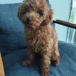 3.5 Aylık Dişi Karneli