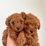 Özel Toy Poodle Yavruları