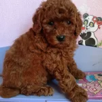 Irkının Güzel Toy Poodle Yavruları