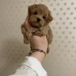 Irk Garantili Maltipoo Yavruları