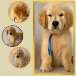 Golden Retriever Yavruları