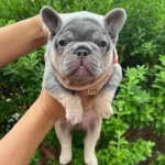 Lilac Tan French Bulldog Yavruları