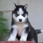 Sibirya Kurdu Yavruları