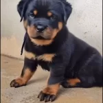 A Kalite Rottweilee Yavrular