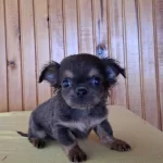 Ev Ortaminda Bakilan Teacup Şivava Bebeklerimiz