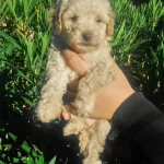 Birbirinden  Güzel Ve Oyuncu Maltipoo Yavruları