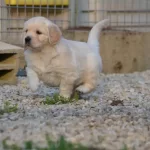 Irk Garantili Golden Retriever Yavruları