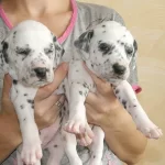 Irk Garantili Dalmaçyalı Yavruları