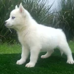 Husky Sibirya Yavruları