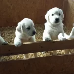 Irk Garantili Golden Retriever Yavruları