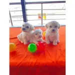 Kar Beyazı Maltese Bebeklerimiz