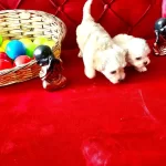 Maltese Terrier Bebeklerimiz