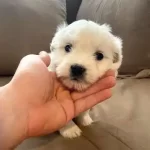 Evinizin Neşesi Maltese Bebeklerimiz