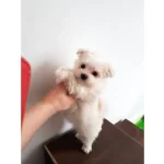 Maltese Bebeklerimiz Uygundur
