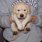 Bebek Yüzlü Golden Retriever Yavruları
