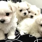 0 Numara Maltese Bebeklerimiz