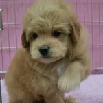 F2 Maltipoo Yavruları