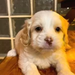 Maltipoo Bebeklerimiz Minnak
