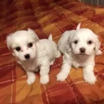 Minnak Maltipoo Bebeklerimiz