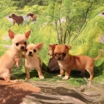 Irk Garantili Chihuahua Yavruları