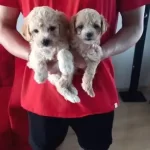 Ev Doğumu Maltipoo Bebeklerimiz