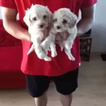 Ev Doğumu Maltipoo Bebeklerimiz