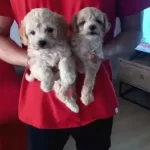 Ev Doğumu Maltipoo Bebeklerimiz