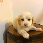 Topaç Gibi Maltipoo Bebeklerimiz
