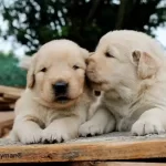 Safkan Golden Retriever Yavruları