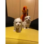 En Güzel Hediyeniz Maltipoo Bebeklerimiz