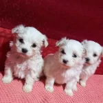 Ev Doğumu Maltese Bebeklerimiz