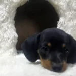Dachshund Özel Yavrular