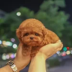 Masum Ve Tatli Ozel Toy Poodle Bebeklerimiz