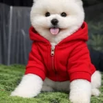 Orjinal Pomeranian Boo
