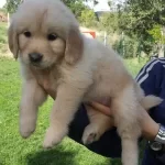 Golden Retriever Yavruları