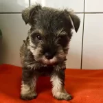 Irk Garantili Schnauzer Yavruları