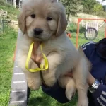 Safkan Golden Retriever Yavruları