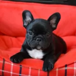 French Bulldog Yavruları