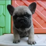Irk Garantili French Bulldog Yavruları