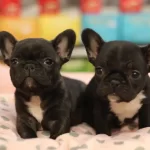 French Bulldog Yavruları