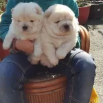Pofuduk Chow Chow Yavruları